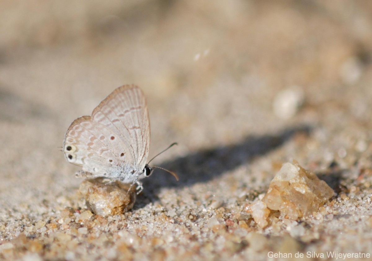 Euchrysops cnejus Fabricius, 1798